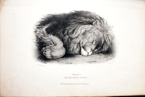 Sketches of Animals at the Zoological Gardens by Edward Lear